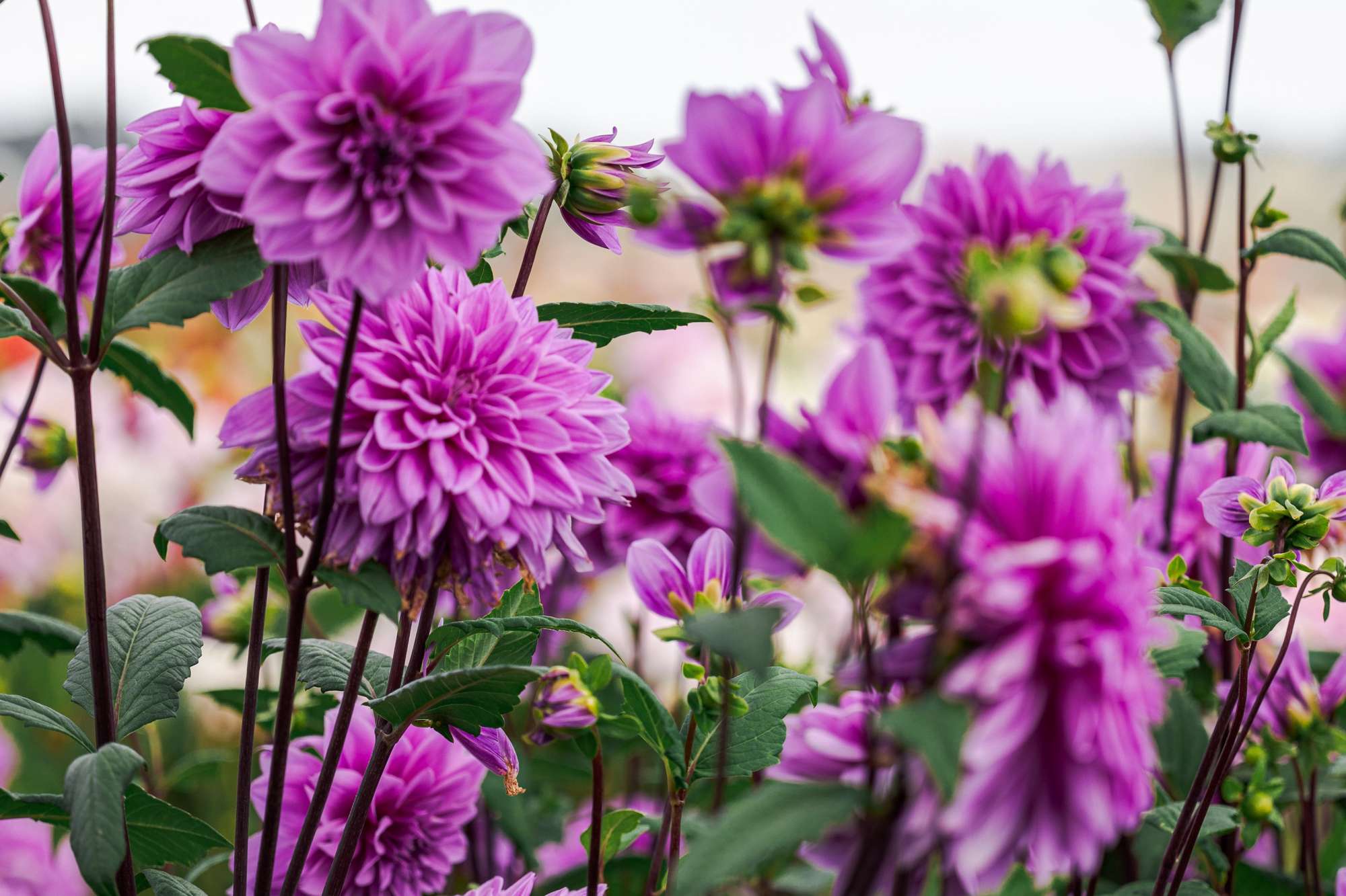 Deadheading af dahlia - Sådan gør du